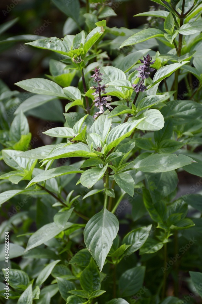 Ocimum basilicum plant in nature garden Ocimum basilicum plant in nature garden