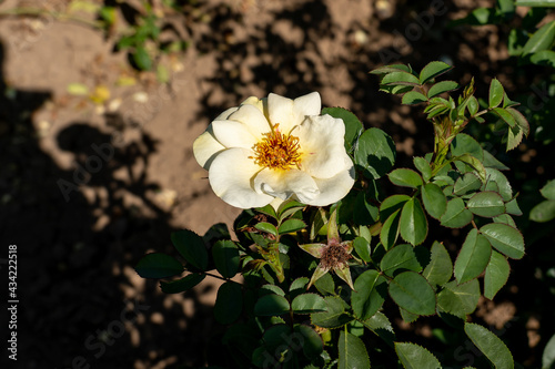 'J.P. Connell' Rose flowers in field, Ontario, Canada.
Scientific name: Rosa 'J.P. Connell'
 photo