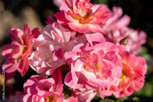 'Maxi Vita' Rose flowers in field, Ontario, Canada.
Scientific name: Rosa 'Maxi Vita'
