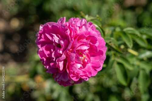 'John Cabot' Rose flowers in field, Ontario, Canada.
Scientific name: Rosa 'John Cabot'

