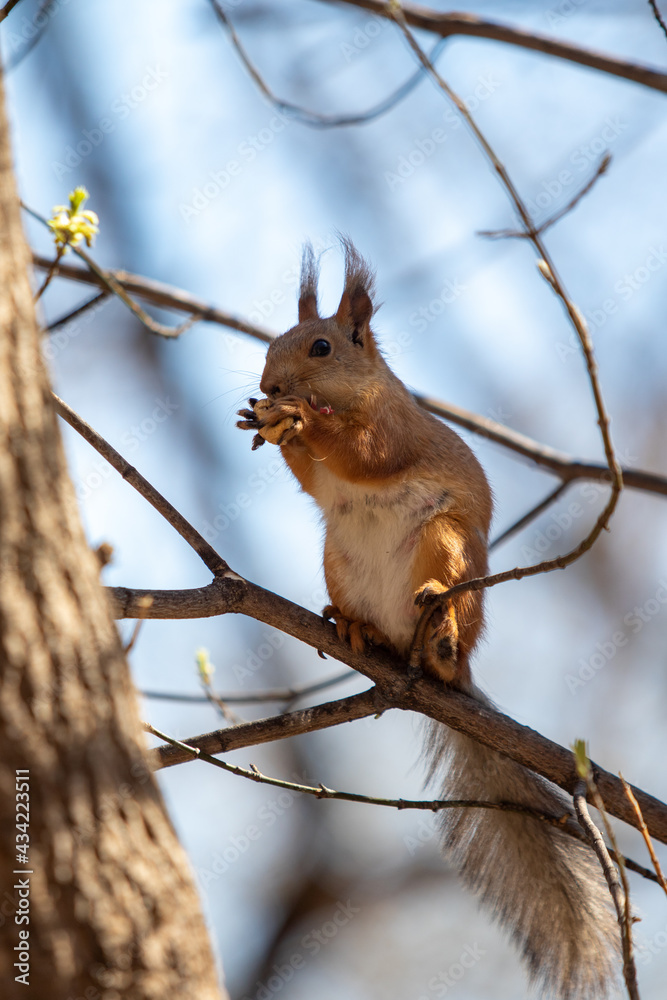 Red squirrel in the spring in the forest Red squirrel in the spring in the forest