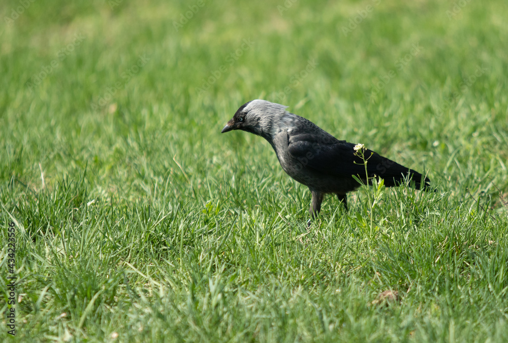 Black crow looking for food in green grass Black crow looking for food in green grass
