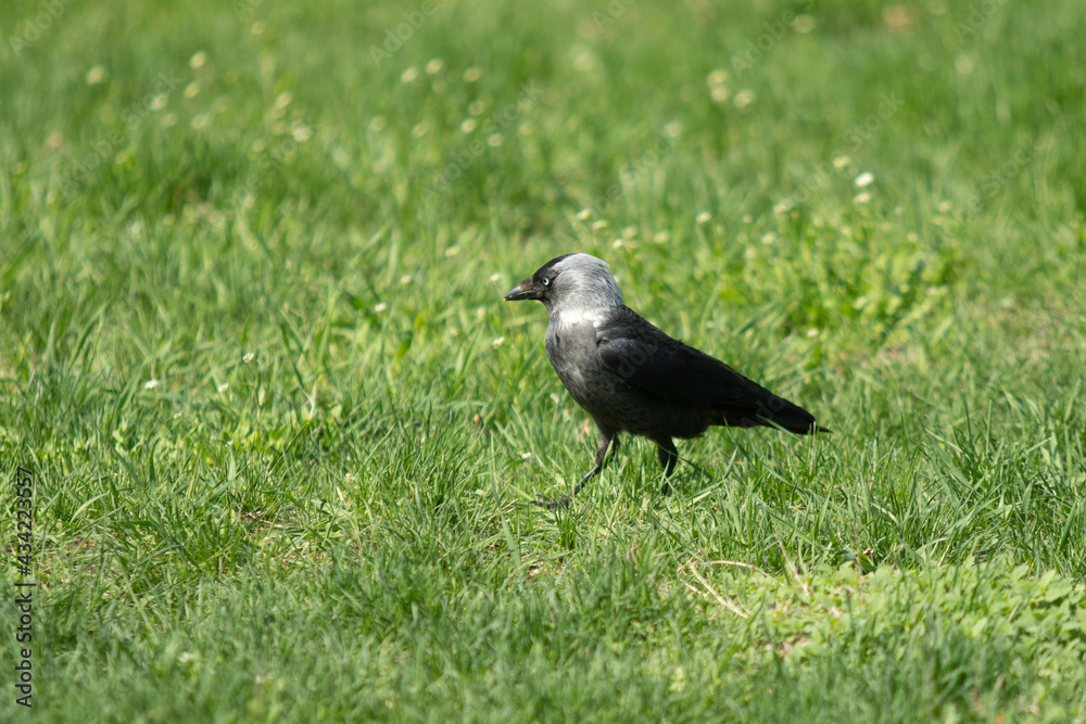 Black crow looking for food in green grass Black crow looking for food in green grass