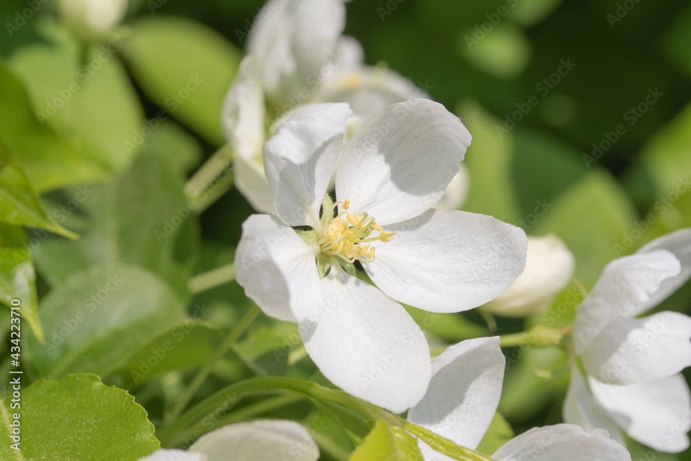 spring white flowers apple tree close up