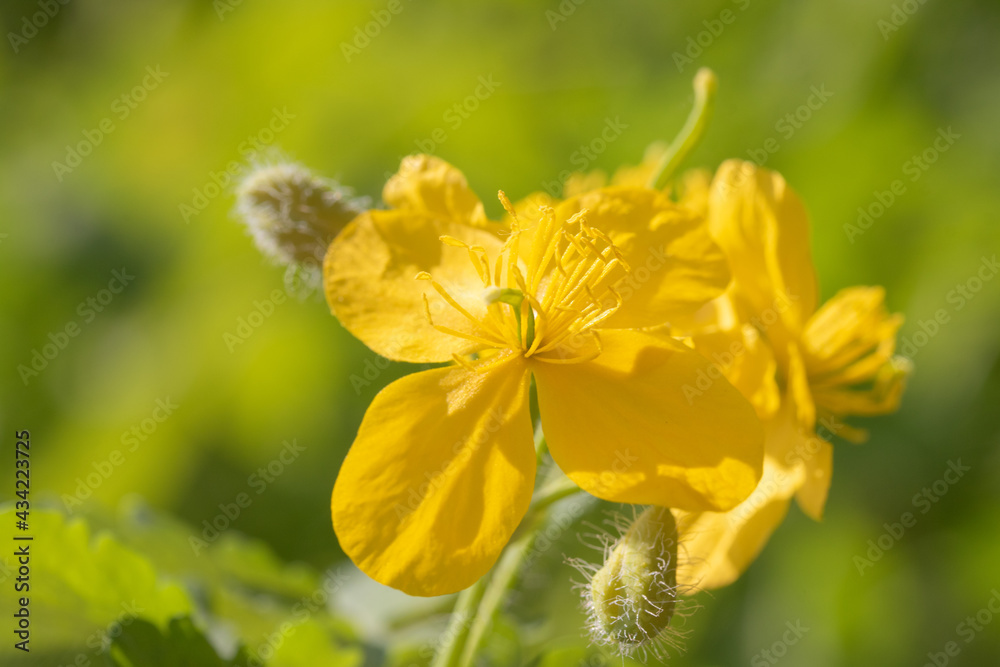 yellow celandine flower close up