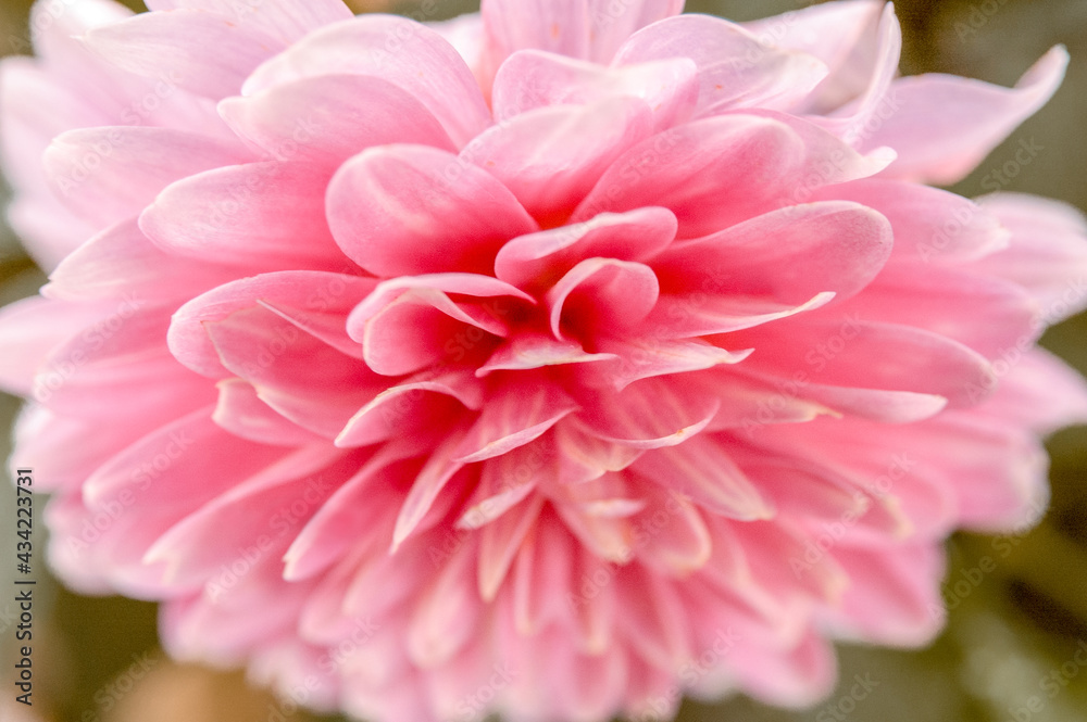 Soft focus macro close-up of pretty pink Dahlia flower Soft focus macro close-up of pretty pink Dahlia flower