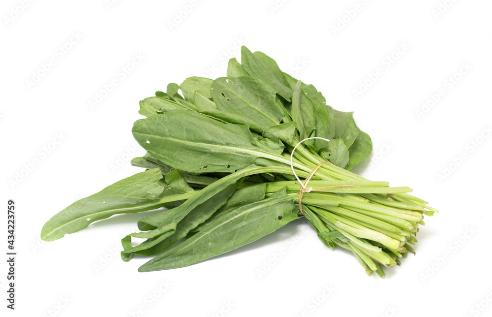 green bunch of sorrel on white background green bunch of sorrel on white background