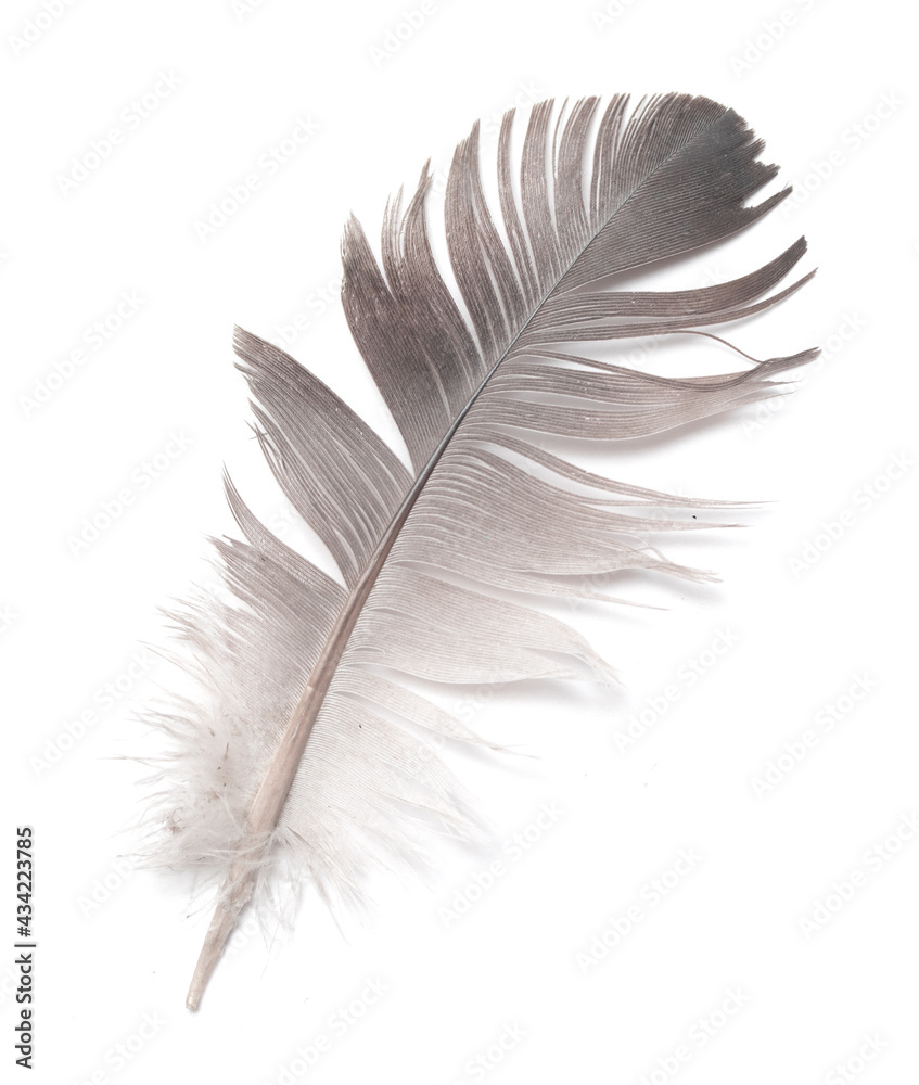 bird feather on white background bird feather on white background
