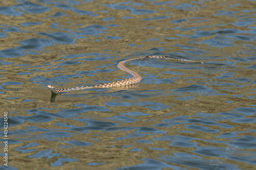 Swimming Bull Snake © NorthwestWildImages