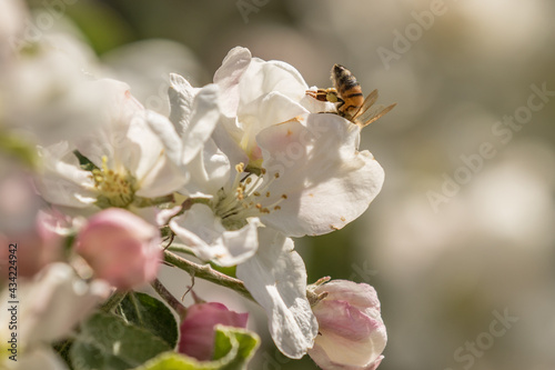 Bee in an Apple Blossom