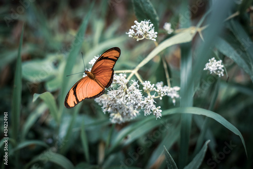 butterfly on a flower
