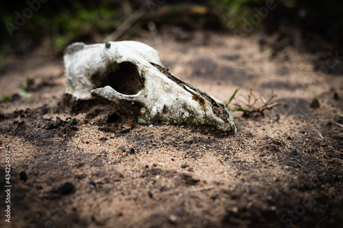 skull on the ground