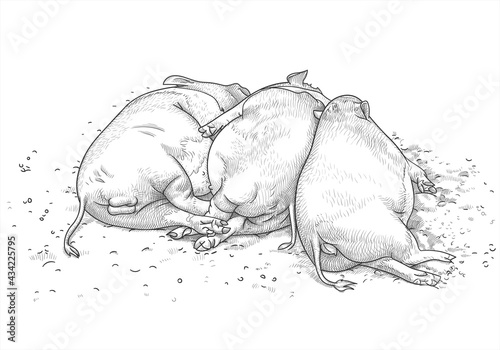 Two funny Vietnamese pigs and a wild boar sleep side by side on the ground. Vector illustration in hand drawing style. The concept of free love, polygamy, swinging and drinking during a bachelor party