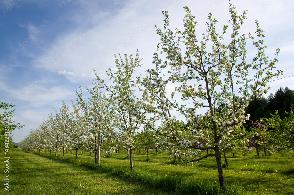 White Apple Trees in Bloom with Blue Sky