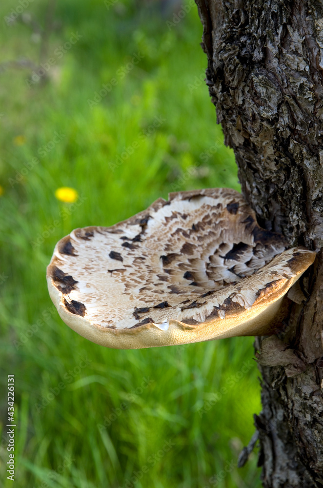 Beautiful Large Mushroom Fungus on a Tree Beautiful Large Mushroom Fungus on a Tree