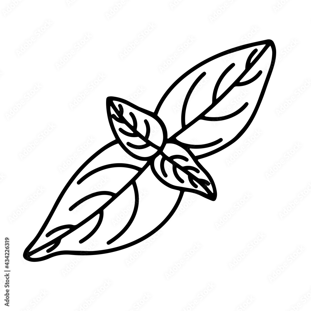 Basil leaves vector icon. Isolated illustration of a plant on a white background. Black outline of a basil, doodle. Hand-drawn line, sketch