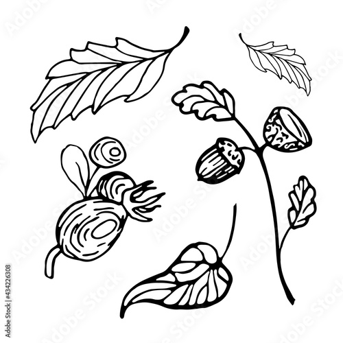 Autumn set of hand drawn doodles. Autumn leaves, acorn on a twig, rose hips. © Любовь Кондратьева