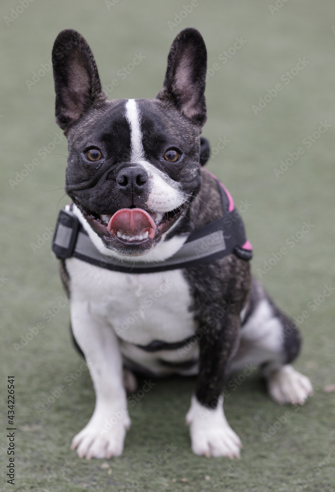 8-Month-Old brindle and white Frenchie female puppy sitting and panting. Off-leash dog park in Northern California.