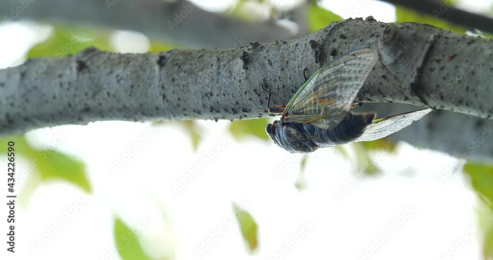 クマゼミが木にしがみ付いて大声で鳴いている動画