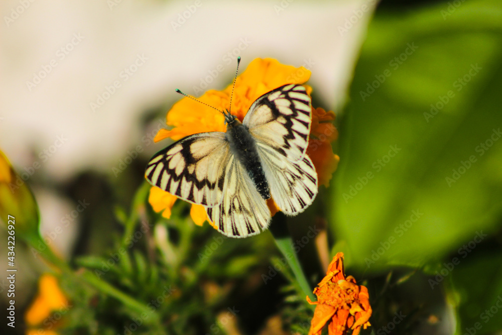 mariposa en otoño mariposa en otoño