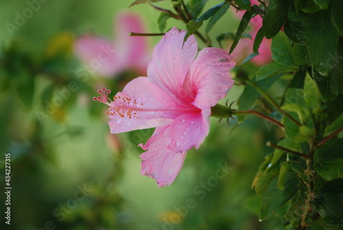 Pink Hibiscus: Hibiscus rosa-sinensis L. with dropped water.