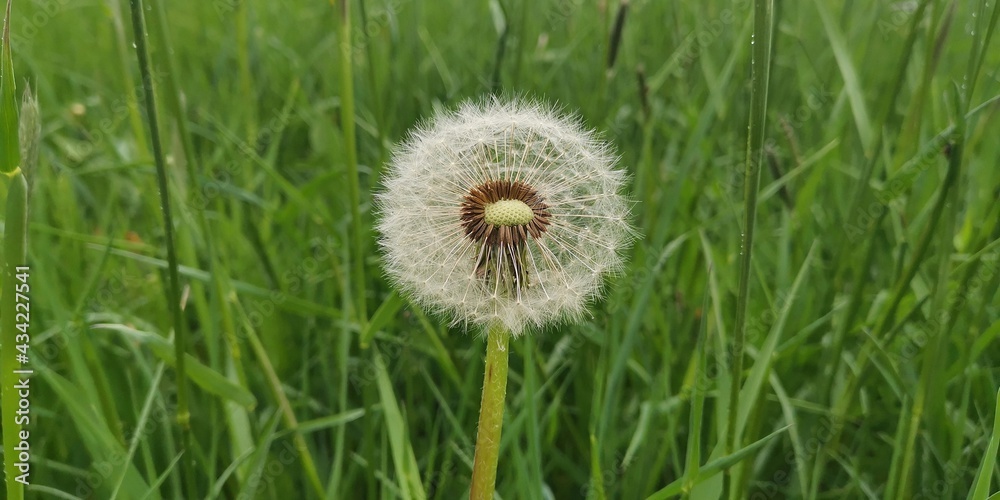 Fototapeta premium dandelion on green background
