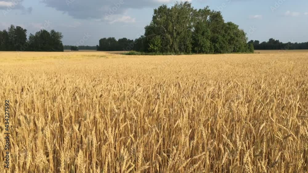 field of wheat field of wheat