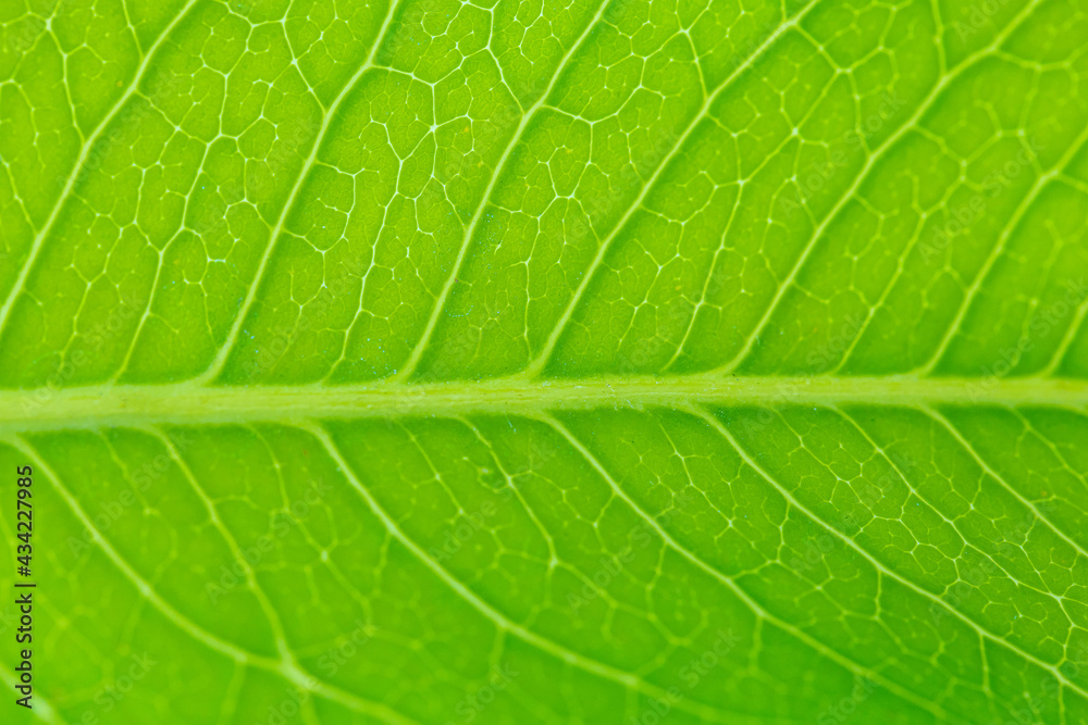 Fresh green leaves texture on white background Fresh green leaves texture on white background