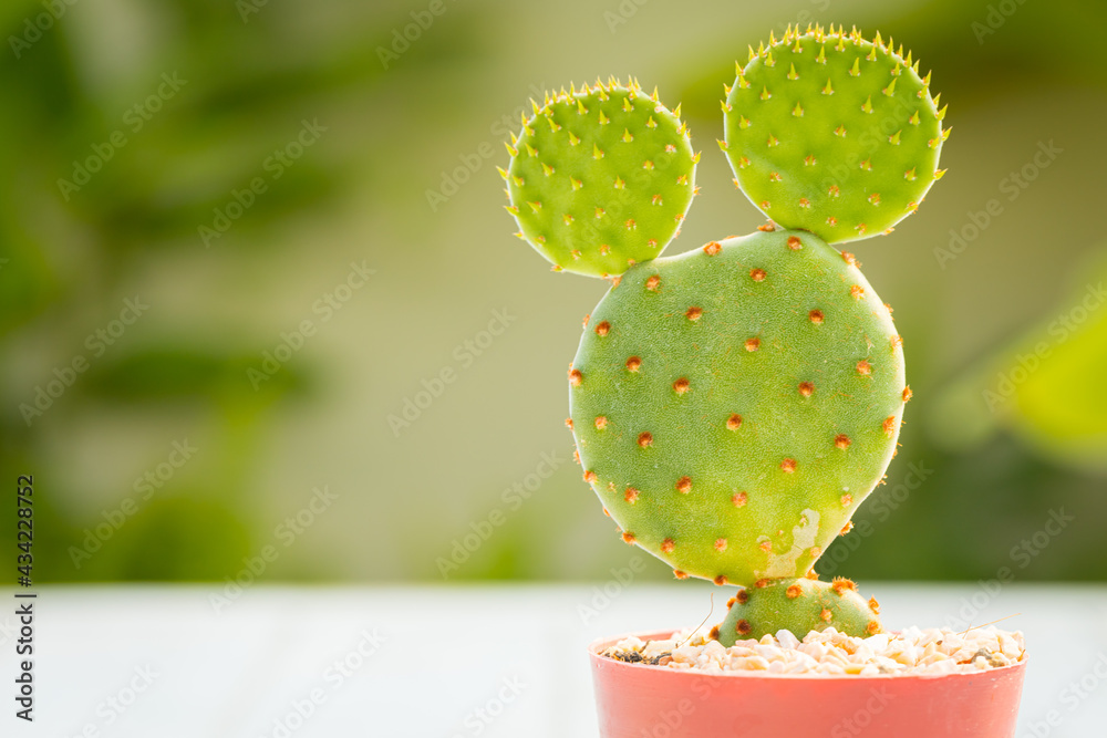 Opuntia microdasys cactus in diy concrete pot Opuntia microdasys cactus in diy concrete pot