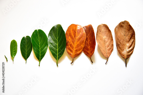 Different stages of life, Birth to death. Concept of aging, growth, death. Age and disease. Leaves of different age of jack fruit tree (Artocarpus heterophyllus) on white background. Cradle to grave.