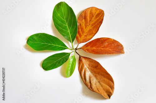 Different stages of life, Birth to death. Concept of aging, growth, death. Age and disease. Leaves of different age of jack fruit tree (Artocarpus heterophyllus) on white background. Cradle to grave.