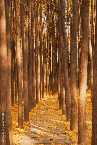 Autumn forest park with tall trees with yellow ginkgo biloba leaves in Seoul Forest  South Korea