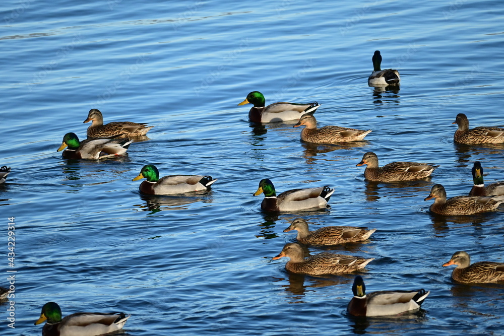 Mallard ducks swimming in the lake Mallard ducks swimming in the lake
