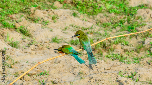 Blue tailed bee eater bird Merops philippinus making puffy feathers while perching in nature