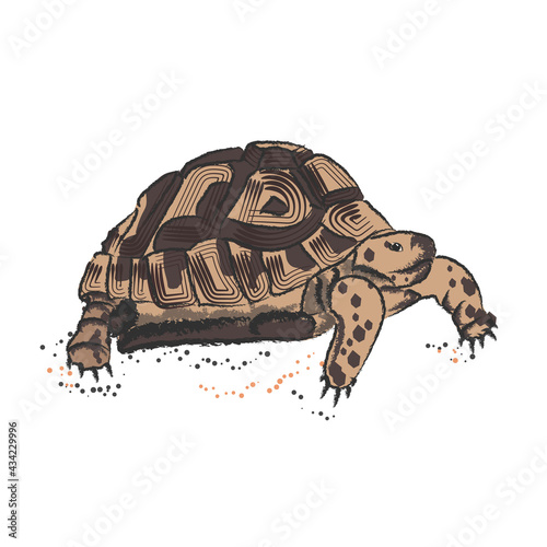 Big spotted turtle on a white background with dots