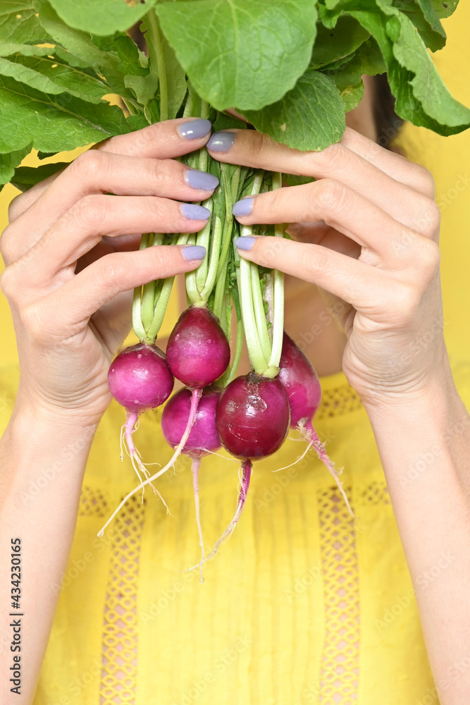closeup of young latin woman's hands holding a bunch of ripe radishes with leaves, with yellow background and copy space