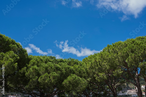 Tree tops or canopy of a tree against beautiful clear blue sky in Italy island