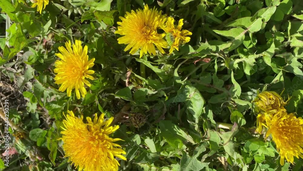 Yellow dandelions on the green grass