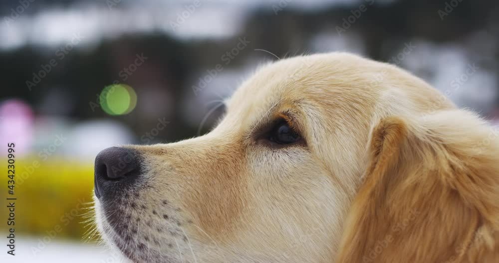 Beautiful golden retriever dog or puppy head, eye and nose closeup, outside view Beautiful golden retriever dog or puppy head, eye and nose closeup, outside view