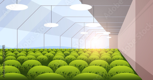industrial plantation growing plants smart farming agribusiness concept greenhouse interior