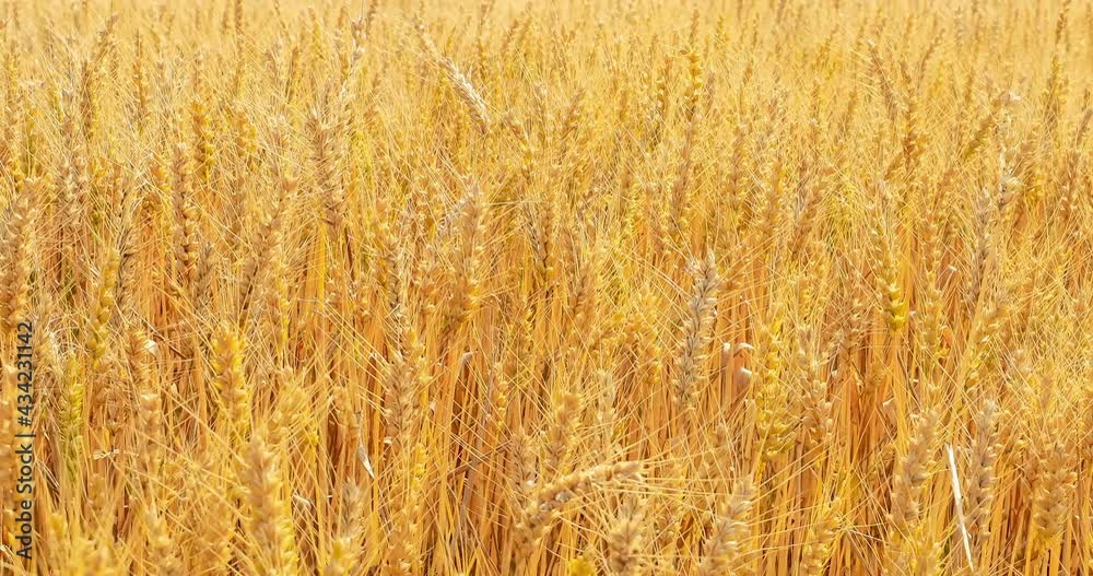 Ripe wheat in a farmland field,wheat ears sway in the wind. Ripe wheat in a farmland field,wheat ears sway in the wind.