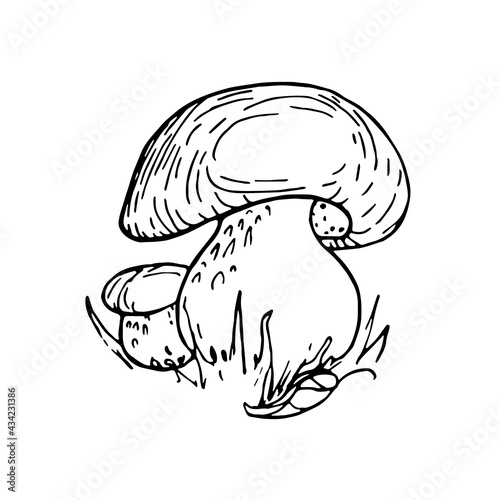 Boletus mushrooms, autumn doodle illustration. Beautiful hand drawing illustration.