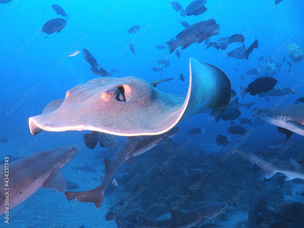 Fototapeta premium OLYMPUS DIGITAL CAMERA