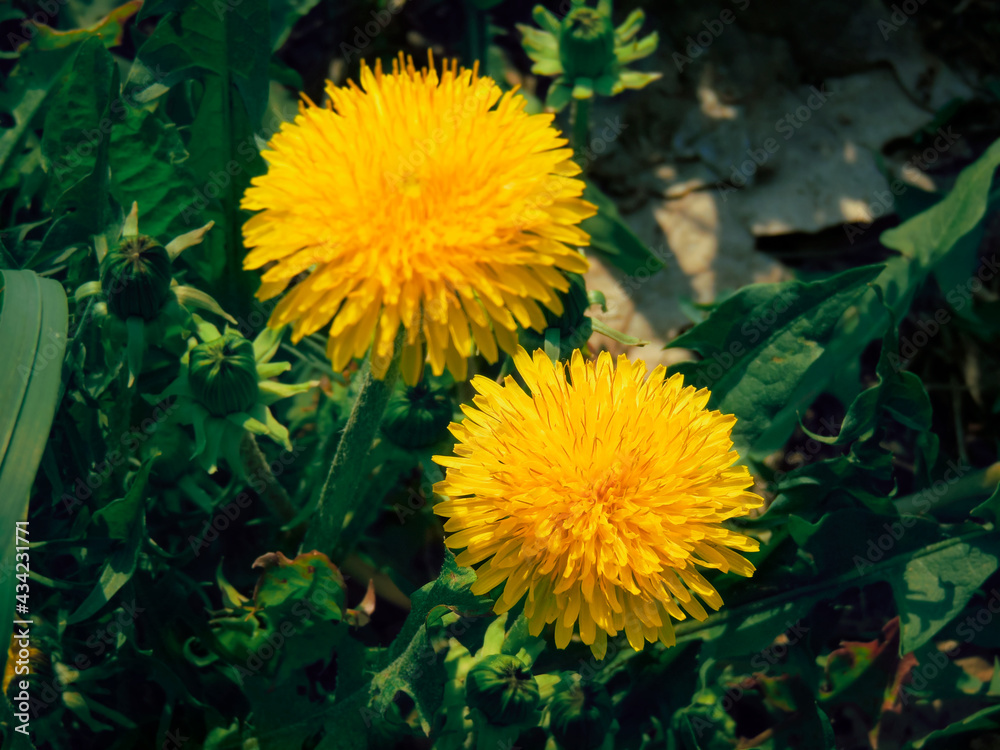 photo of yellow dandelion in the field photo of yellow dandelion in the field