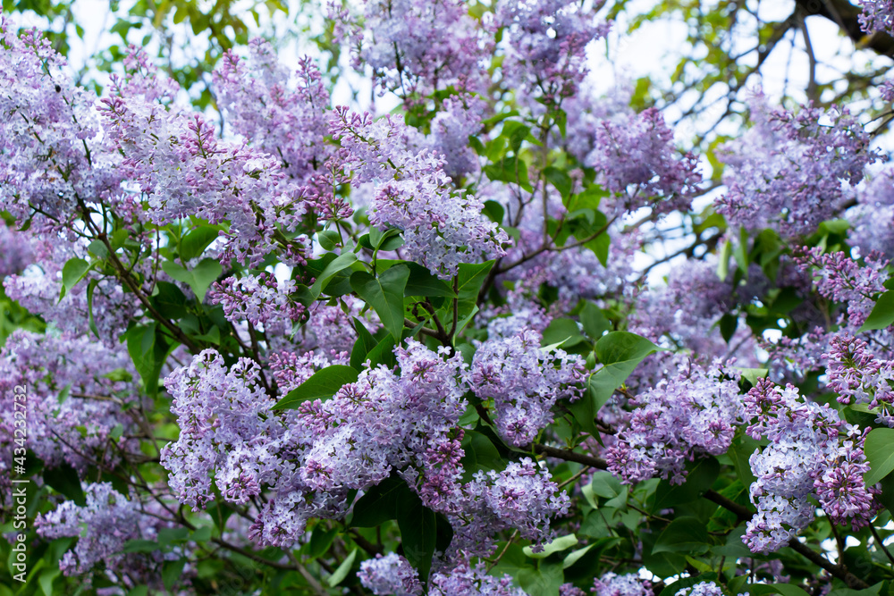 Lilac blooms in the garden of grandmother's lilac blooms