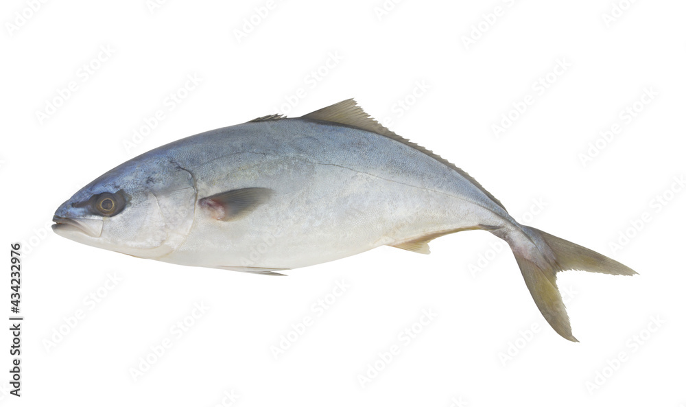 Whole amberjack fish isolated on white background Whole amberjack fish isolated on white background