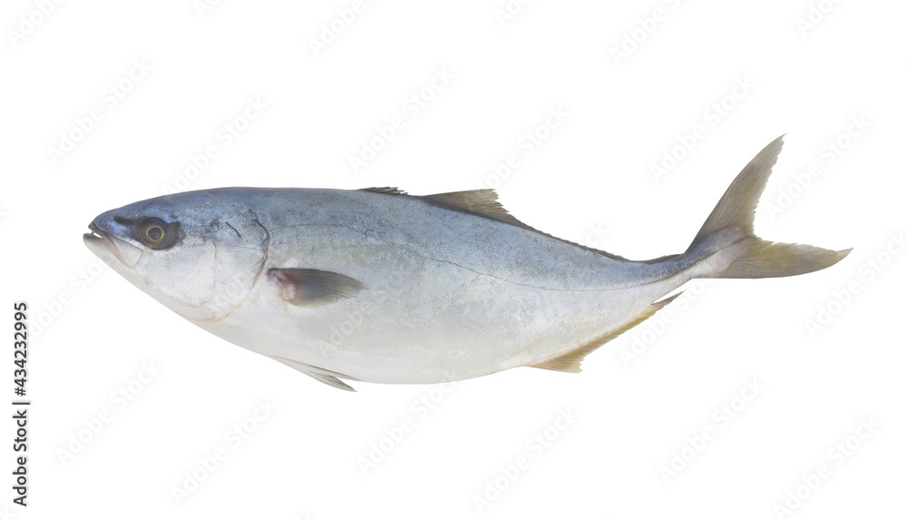 Amberjack fish isolated on white background Amberjack fish isolated on white background