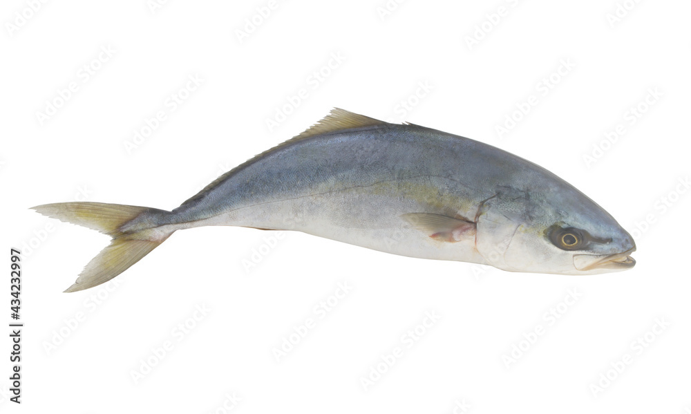 Raw amberjack fish isolated on white background Raw amberjack fish isolated on white background