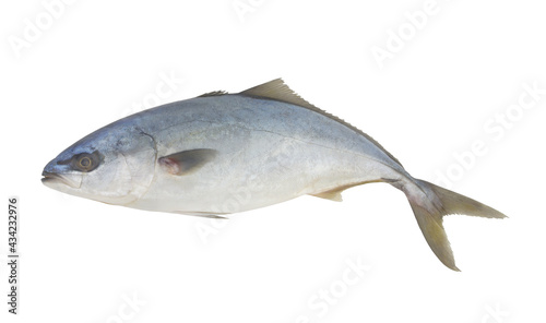Whole amberjack fish isolated on white background