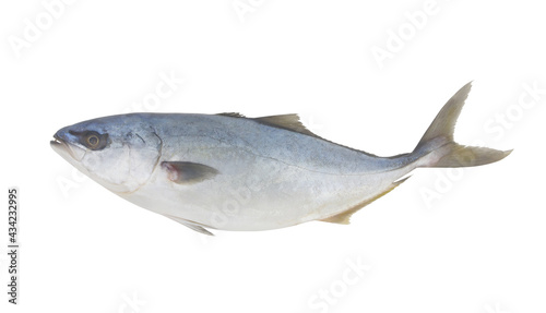 Amberjack fish isolated on white background